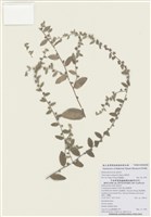 藏品(盾果草)的圖片